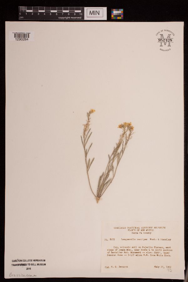 Physaria rectipes image