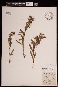 Image of Mertensia oblongifolia
