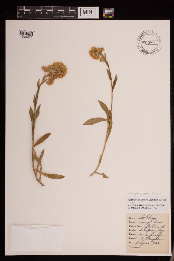 Solidago corymbosa image