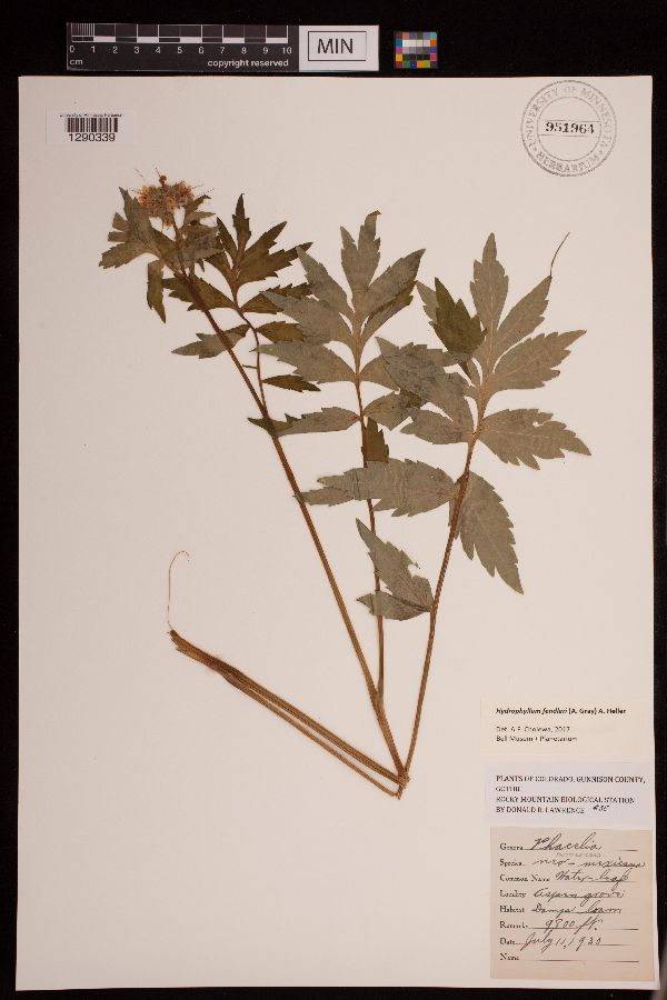 Hydrophyllum fendleri image