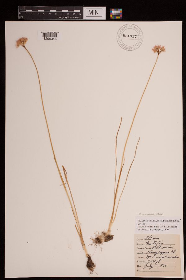 Allium drummondii image