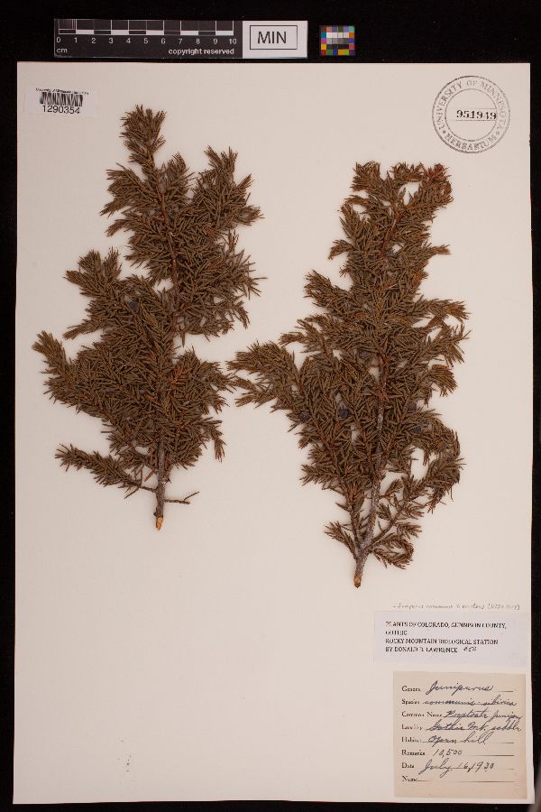 Juniperus communis var. saxatilis image