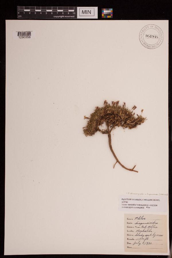 Phlox albomarginata subsp. diapensioides image