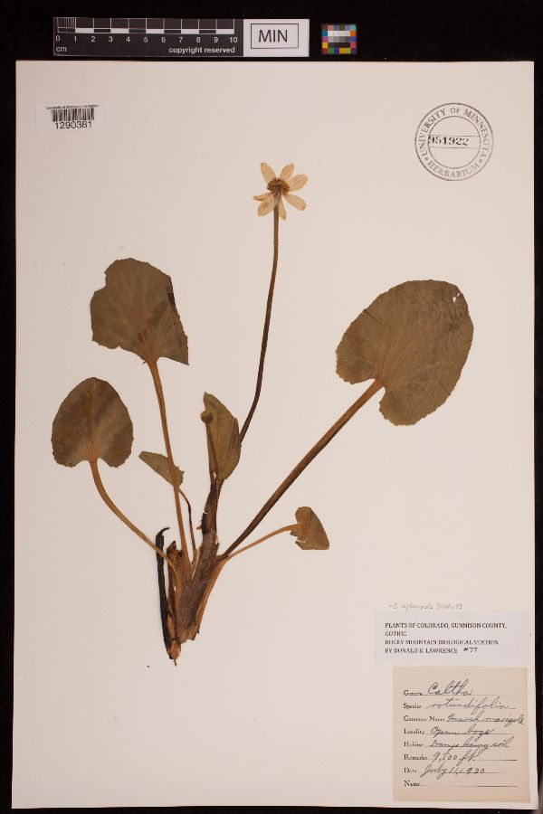 Caltha rotundifolia image