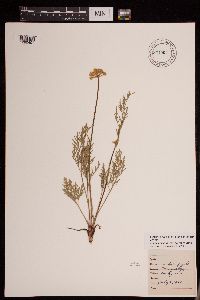 Image of Lomatium utriculatum