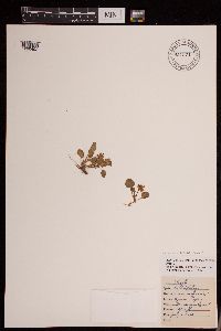 Viola bellidifolia image