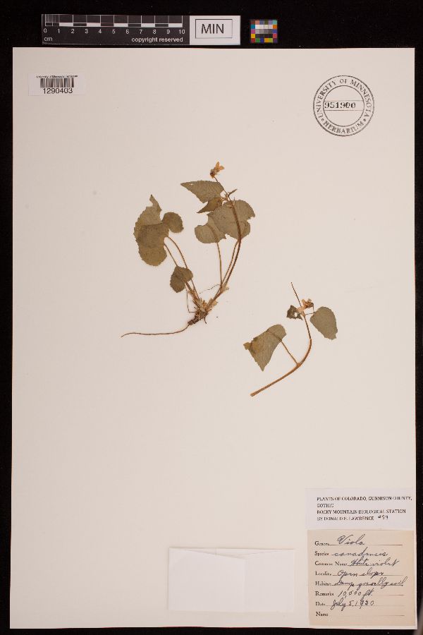 Viola canadensis image