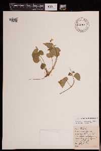 Image of Viola canadensis