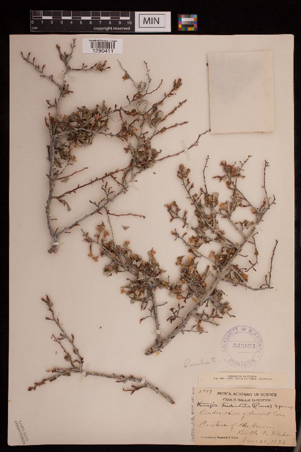 Kunzia tridentata image