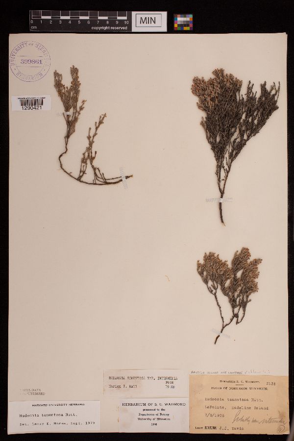 Hudsonia image