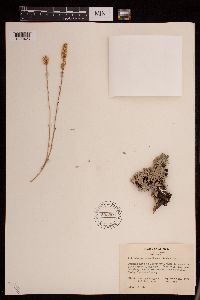 Image of Petrophytum caespitosum