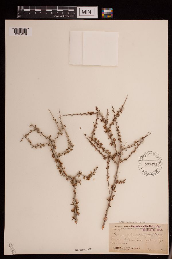 Prunus fasciculata image