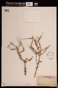 Image of Prunus fasciculata