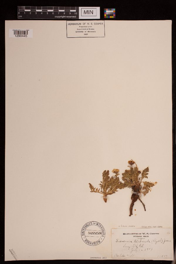 Sieversia turbinata image