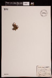Image of Harrimanella hypnoides