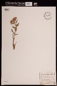 Image of Chamaenerion latifolium