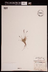 Image of Festuca brachyphylla