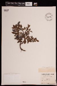 Salix glauca subsp. callicarpaea image