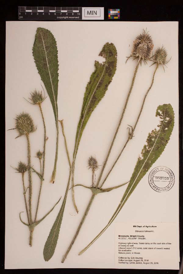 Dipsacus fullonum image