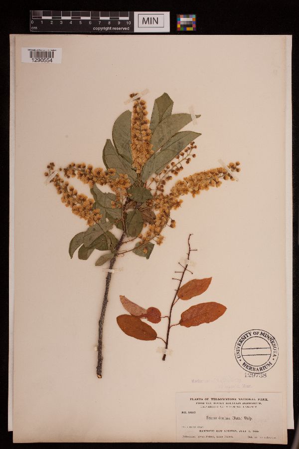 Prunus virginiana var. demissa image