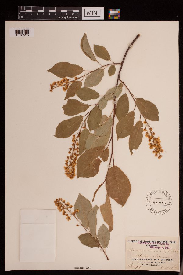 Prunus virginiana var. demissa image