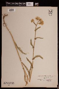 Achillea millefolium image