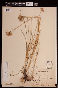 Allium stellatum image