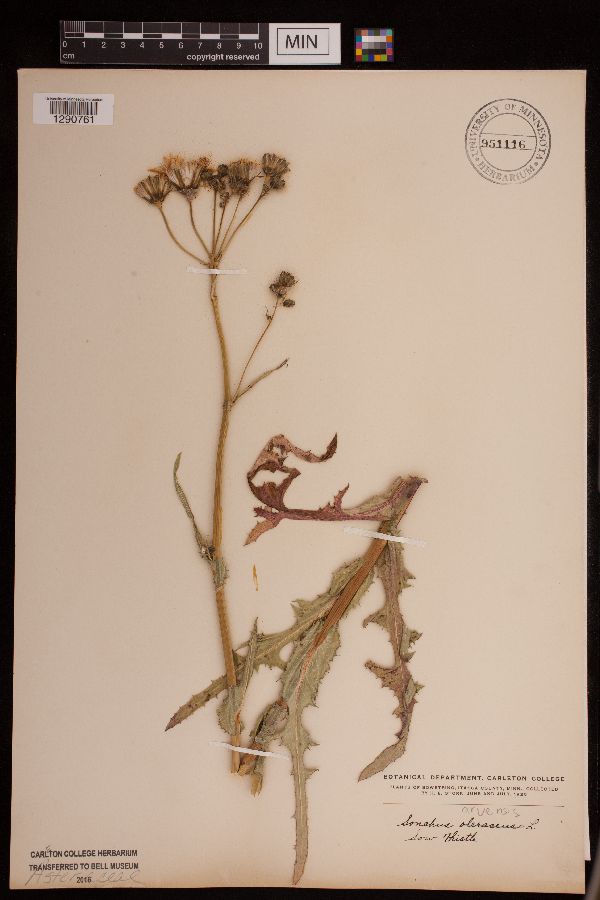 Sonchus arvensis image