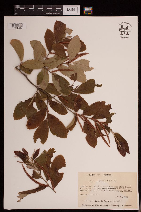Castanea pumila image