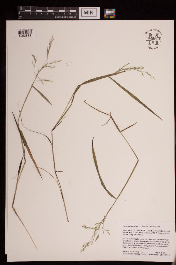 Torreyochloa pallida var. fernaldii image