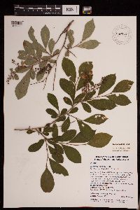 Lyonia ligustrina image