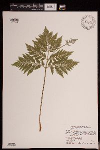 Image of Botrychium virginianum