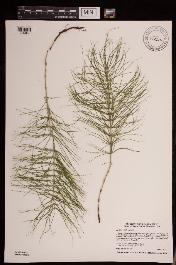 Equisetum pratense image