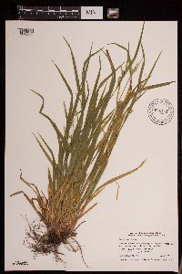 Carex blanda image