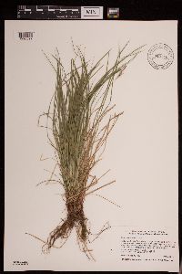 Carex pensylvanica image