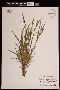 Carex blanda image