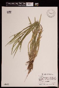 Carex blanda image