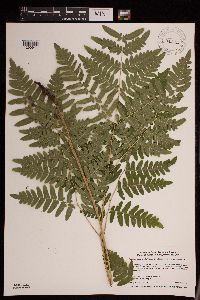 Pteridium aquilinum var. latiusculum image