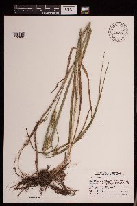 Carex utriculata image