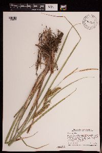 Carex utriculata image