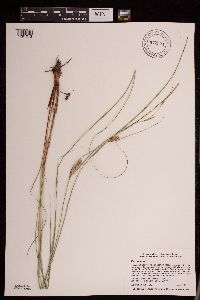 Carex pellita image