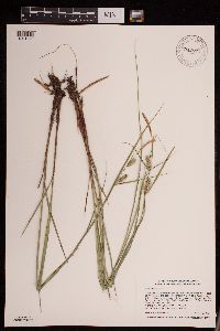 Carex pellita image