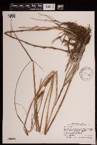 Carex utriculata image