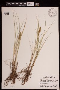 Carex vulpinoidea image