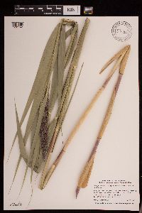 Phragmites australis subsp. americanus image