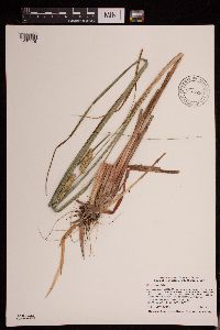 Carex utriculata image