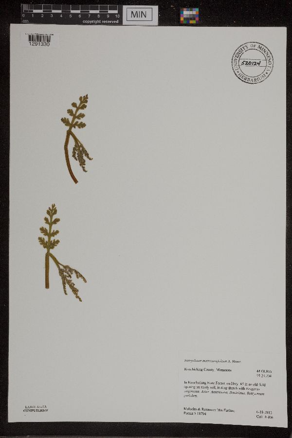 Botrychium matricariifolium image