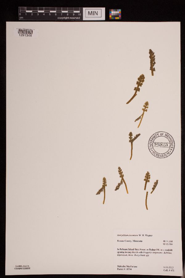 Botrychium image