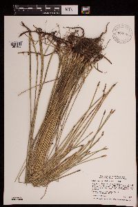 Eleocharis palustris image