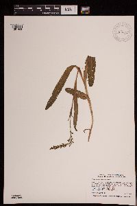 Image of Platanthera aquilonis